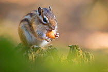 RF - Siberian chipmunk (Eutamias sibiricus) holding and eating a hazelnut, living wild. Near Tilburg, the Netherlands. March.  (This image may be licensed either as rights managed or royalty free.)