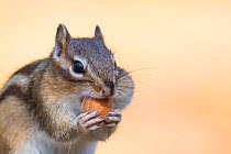 RF - Close up of Siberian chipmunk (Eutamias sibiricus) holding and eating a hazelnut, living wild. Near Tilburg, the Netherlands. March.  (This image may be licensed either as rights managed or roya...