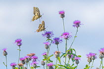 RF - Two Swallowtail butterflies (Papilio machaon) flying to feed on thistle (Cirsium sp.) bush in flower. The Netherlands. July.  (This image may be licensed either as rights managed or royalty free...