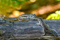 RF - Siberian chipmunk (Eutamias sibiricus) parent feeding its pup on tree trunk, living wild. Near Tilburg, the Netherlands. August.  (This image may be licensed either as rights managed or royalty...