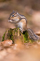 Siberian chipmunk (Eutamias sibiricus) eating, cheek pouches filled, living wild. Near Tilburg, the Netherlands. March.