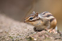 Siberian chipmunk (Eutamias sibiricus) sniffing and alert, living wild. Near Tilburg, the Netherlands. March.