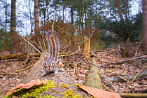 Wide angle of Siberian chipmunk (Eutamias sibiricus) looking into camera, on tree trunk, living wild. Near Tilburg, the Netherlands. March.