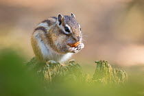 Siberian chipmunk (Eutamias sibiricus) holding and eating a hazelnut, living wild. Near Tilburg, the Netherlands. March.