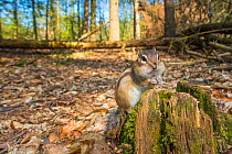 Wide angle of Siberian chipmunk (Eutamias sibiricus) alert, cheek pouches filled, living wild. Near Tilburg, the Netherlands. March.