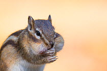 Close up of Siberian chipmunk (Eutamias sibiricus) eating, cheek pouches filled, living wild. Near Tilburg, the Netherlands. March.