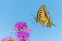 Swallowtail butterfly (Papilio machaon) flying to feed on thistle (Cirsium sp.) flower. The Netherlands. July.