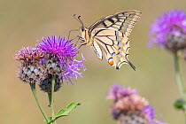 Swallowtail butterfly (Papilio machaon) nectaring on thistle (Cirsium sp.) flower. The Netherlands. July.