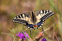 Swallowtail butterfly (Papilio machaon), wings open, resting on flower. The Netherlands. July.
