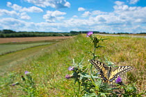 Swallowtail butterfly (Papilio machaon) nectaring on thistle (Cirsium sp.) flower, with cyclists in background. The Netherlands. July.