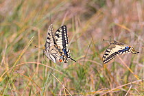 Male and female Swallowtail butterflies (Papilio machaon) flying on grass field. The Netherlands. July.