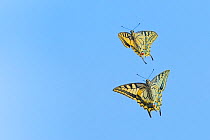 Ventral view of Swallowtail butterfly (Papilio machaon), male and female, in flight. The Netherlands. July.