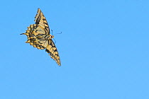 Ventral view of Swallowtail butterfly (Papilio machaon) in flight. The Netherlands. July.