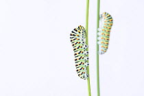Two Swallowtail butterfly (Papilio machaon) caterpillars on Wild carrot (Daucus carota) stems. The Netherlands. August.