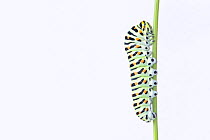 Swallowtail butterfly (Papilio machaon) caterpillar on Wild carrot (Daucus carota) stem. The Netherlands. August.