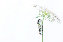 Swallowtail butterfly (Papilio machaon) caterpillar on Wild carrot (Daucus carota) flowers. The Netherlands. August.