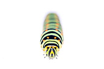 Swallowtail butterfly (Papilio machaon) caterpillar on white background. The Netherlands. August.