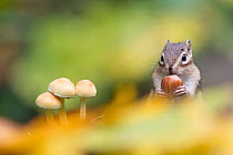 Siberian chipmunk (Eutamias sibiricus) holding and eating a hazelnut, living wild, with mushroom in fore ground. Near Tilburg, the Netherlands. October.