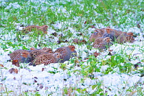 Group of Grey partridge (Perdix perdix) lying down,huddled together, in snowy field. Near Nijmegen, the Netherlands. January.