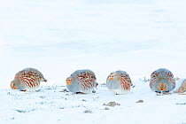 Four Grey partridge (Perdix perdix) feeding in snow. Near Nijmegen, the Netherlands. February.