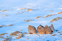 Group of Grey partridge (Perdix perdix) huddled for warmth in snowy field. Near Nijmegen, the Netherlands. February.