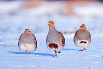 Three Grey partridge (Perdix perdix) walking in snow. Near Nijmegen, the Netherlands. February.