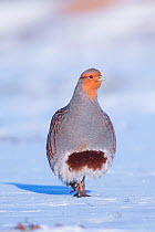 Grey partridge (Perdix perdix) walking in snow.  Near Nijmegen, the Netherlands. February.