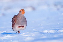 Grey partridge (Perdix perdix) walking in snow. Near Nijmegen, the Netherlands. February.