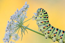 Swallowtail butterfly (Papilio machaon) caterpillar feeding on Wild carrot (Daucus carota) flowers.  The Netherlands. August.