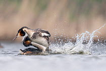 Pair of Great crested grebes (Podiceps cristatus) during courtship display, one grebe is running over its partner in an attempt to impress, The Netherlands, Europe. March.