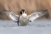Great crested grebe (Podiceps cristatus) stretching its wings, The Netherlands, Europe, March.