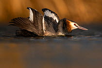 Great crested grebe (Podiceps cristatus) spreading its wings to impress its partner during courtship display, The Netherlands, Europe. March.