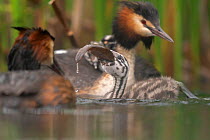 Great crested grebe (Podiceps cristatus) chick swallowing a Tench (Tinca tinca) next to watchful parents, Valkenhorst Nature Reserve,The Netherlands, Europe. May.