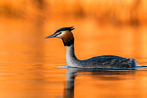 Great crested grebe (Podiceps cristatus) in late afternoon light, The Netherlands, Europe. March.