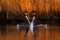 Pair of Great crested grebes (Podiceps cristatus) mimicking each others movements during courtship dance, The Netherlands, Europe. March.