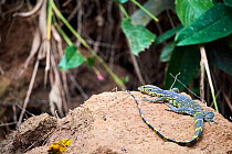 Nile monitor lizard (Varanus niloticus) on forest floor, Conkouati-Douli National Park, Republic of Congo, Africa.