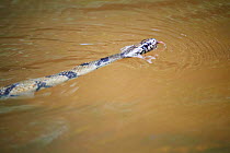 Banded water cobra (Naja annulata) swimming, Conkouati-Douli National Park, Republic of Congo, Africa.