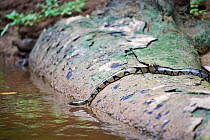 Banded water cobra (Naja annulata) sliding into the river, Conkouati-Douli National Park, Republic of Congo, Africa.