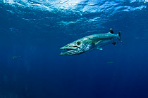 Great Barracuda (Sphyraena barracuda), Moorea Island, French Polynesia, Pacific Ocean.