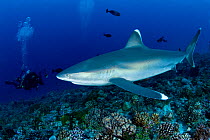 Scuba diver photographing Silvertip shark (Carcharhinus albimarginatus), Rangiroa Atoll, Tuamotu Archipelago, French Polynesia, Pacific Ocean.