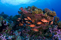 Shoal of Berndt's Soldierfish (Myripristis berndti) clustered under coral, Rangiroa Atoll, Tuamotu Archipelago, French Polynesia, Pacific Ocean.