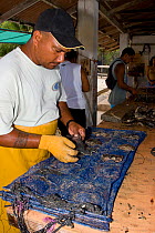 Pearl farm worker inserting oysters into net pockets, Gauguin Pearl farm, Rangiroa Atoll, Tuamotu Archipelago, French Polynesia.