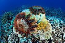 Crown-of-thorns starfish (Acanthaster planci) feeding on a hard coral, Moorea, French Polynesia, Pacific Ocean.