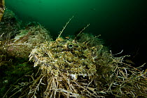 Anglerfish / Monkfish (Lophius piscatorius) camouflaged on seabed, Vevang, Norway, Atlantic Ocean.