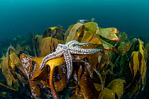 Spiny starfish (Marthasterias glacialis) on forest kelp (Laminaria hyperborea),  Trondheimfjord, Norway, North Atlantic Ocean.