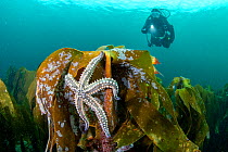 Scuba diver observing Spiny starfish (Marthasterias glacialis) on forest kelp (Laminaria hyperborea),  Trondheimfjord, Norway, Atlantic Ocean. Model released.