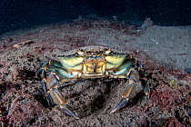 Common shore crab (Carcinus maenas) on seabed, Trondheimfjord, Norway, North Atlantic Ocean.