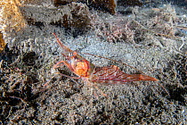 Cold-water shrimp (Pandalus montagui) on the seabed, Trondheimfjord, Norway, North Atlantic Ocean.