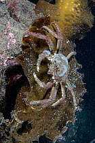 Snow crab (Chionoecetes opilio) resting on kelp,  Trondheimfjord, Norway, North Atlantic Ocean.