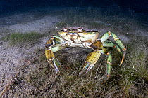 Portunid crab (Liocarcinus depurator) scuttling across the seabed, Trondheimfjord, Norway, North Atlantic Ocean.